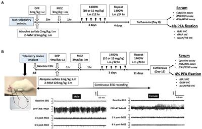 1400 W, a selective inducible nitric oxide synthase inhibitor, mitigates early neuroinflammation and nitrooxidative stress in diisopropylfluorophosphate-induced short-term neurotoxicity rat model